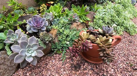 Suculentas Que Ficam Lindas Em Sol Pleno Flora O Do Sedum Bronze