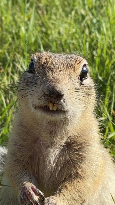 I Hope This Funny Gopher Will Cheer You Up😂 Raww