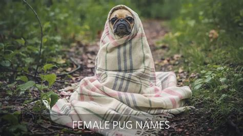 Ultimate List of the Top 600+ Pug Dog Names - Cute and Popular Puppy Name Ideas