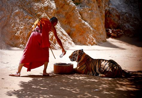 Thailand S Tiger Temple Abc News