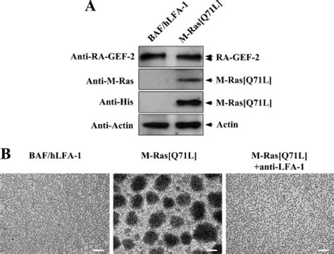 Induction Of LFA 1mediated Cellular Aggregation By M Ras Q71L A