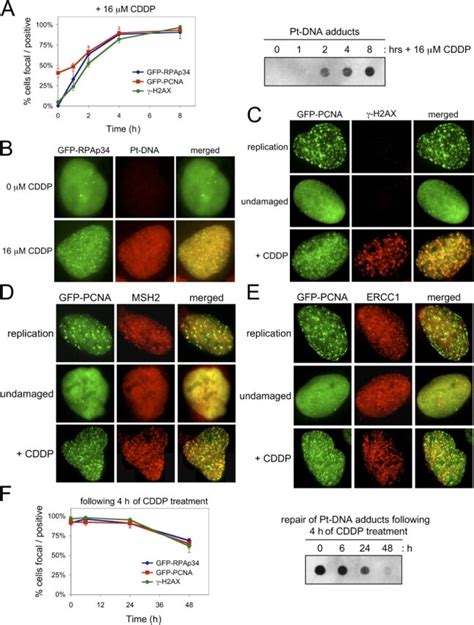 Kinetic Induction Of Repair Foci By Cisplatin A Cells Were Treated