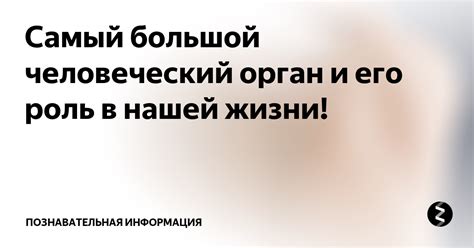 Самый большой человеческий орган и его роль в нашей жизни ...
