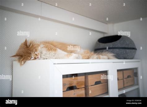 Tired Maine Coon Cat Sleeping On Top Of Closet Next To Pet Cave Stock