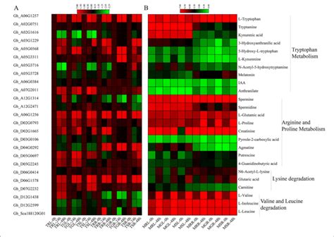 Heatmap Of Gene Expression And Expression Patterns Of Metabolites