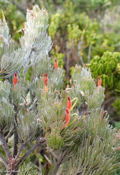 Plantfiles Pictures Adenanthos Species Woollybush Adenanthos