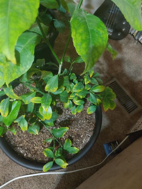 Anyone Know Whats Wrong With My Lemon Tree Rgardening