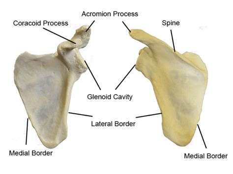 Bones Of The Upper Extremity HESI NurseHub