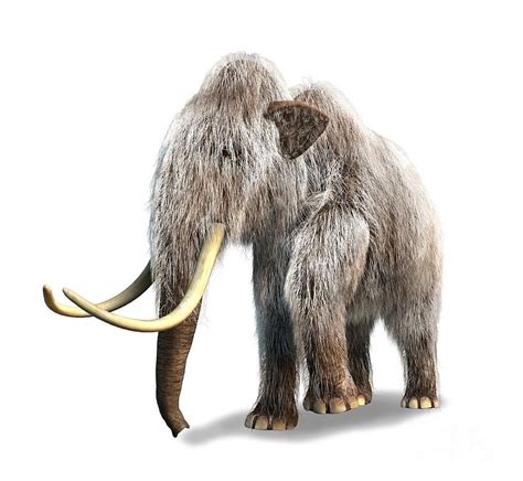 Woolly Mammoth White Background Digital Art Mammoth Pinterest