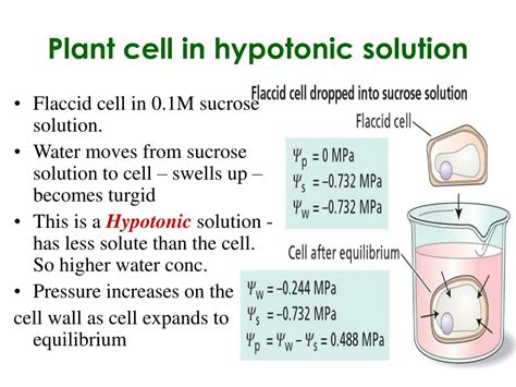 PPT - Cells in isotonic, hypotonic, and Hypertonic solutions PowerPoint Presentation - ID:6013664