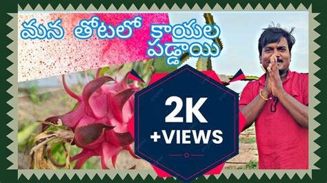 Dragon Fruit Demand In Telugu Dragon Fruit