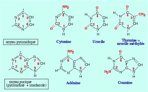 Structure Acides Nucl Iques