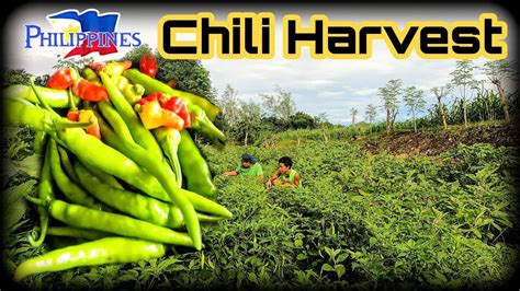 Harvesting Long Green Chili For Pickle Sili Mahaba Philippines 2022 Youtube