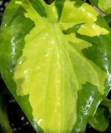 Elephant Ears Alocasia Colocasia Xanthosoma Rob S Rare Plants