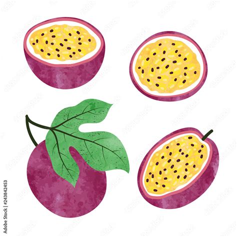 Set Of Watercolor Passion Fruit Isolated On White Vector Illustration