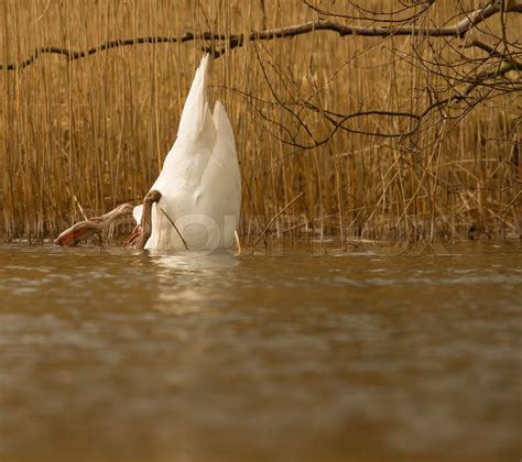 An eating swan | Stock image | Colourbox