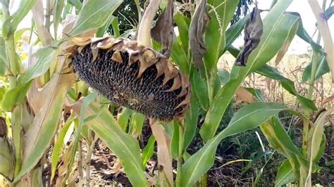 African Village Life 🌻harvesting Sunflower🌻 Youtube