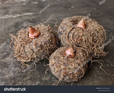 photo image portfolio  afif fatchurozi shutterstock contributor