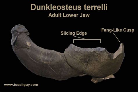 Dunkleosteus - Your Guide To The Giant Armored Placoderm: Fossilguy.com