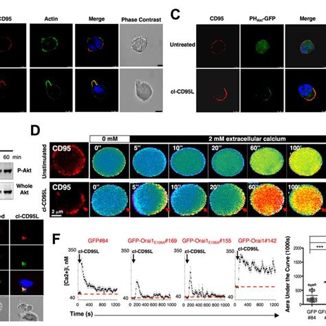 The Src Kinase C Yes Orchestrates The Cl Cd95l Mediated Pi3k Akt