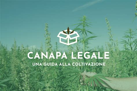 Canapa Legale Una Guida Alla Coltivazione StockHemp Ingrosso