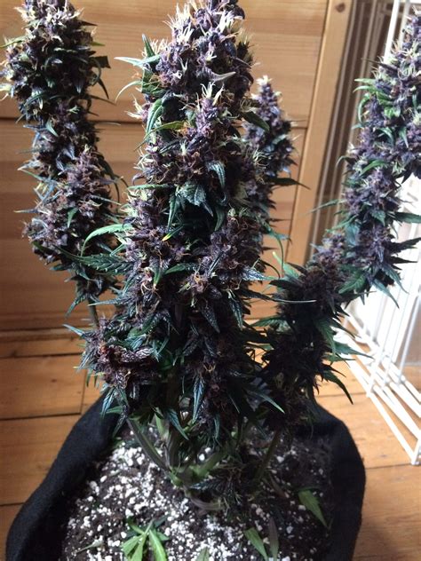 Buddha Seeds Buddha Purple Kush grow journal harvest8 by - GrowDiaries