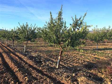 Un Estudio Establece El Nivel De Riego Adecuado Para Un Cultivo Del