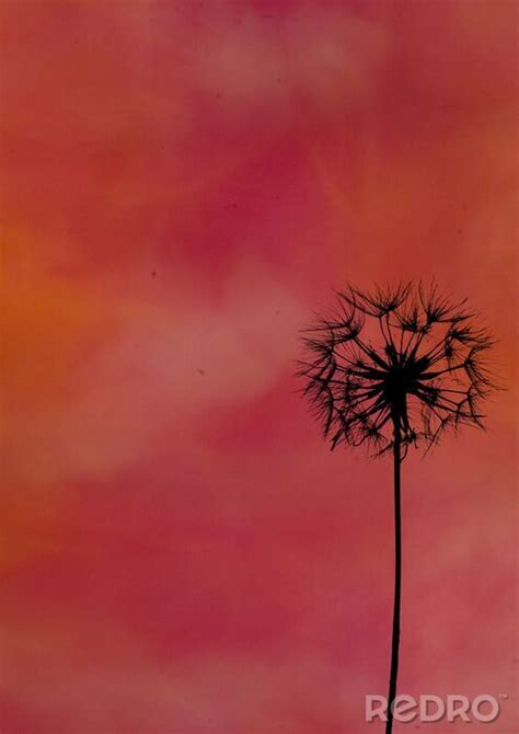 Poster Pusteblume Und Roter Himmel Nach Ma Myredro De