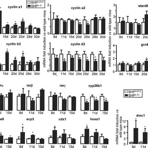 Earlier Germ Cell Differentiation In Male Shp L− L− Mice A