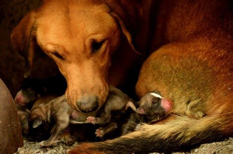 Milano Tre Cuccioli E La Loro Madre Abbandonati Da 3 Giorni In Casa