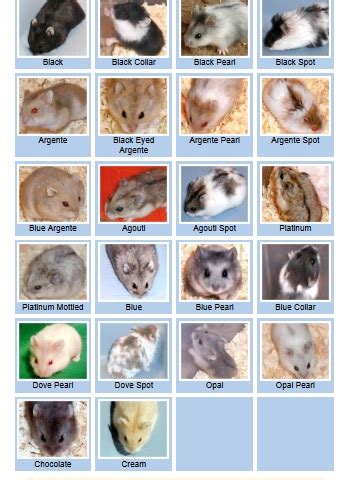 Syrian Hamster Colors And Patterns