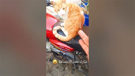 القط🐈🔥مقطع مضحك للقط🐈😂شاهد مواقف مضحكه للحيوانات الأليفة🐈 Cat Cat 🐈