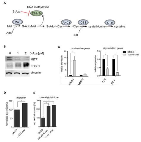 Inhibition Of Dna Methylation By 5 Aza A Schematic Overview Of The Download Scientific Diagram