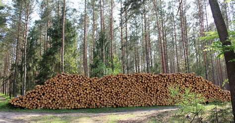 Er Komt Steeds Meer Bos Bij In Europa Maar De Kwaliteit Is Slecht De