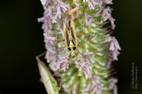 Photo Stenotus Binotatus