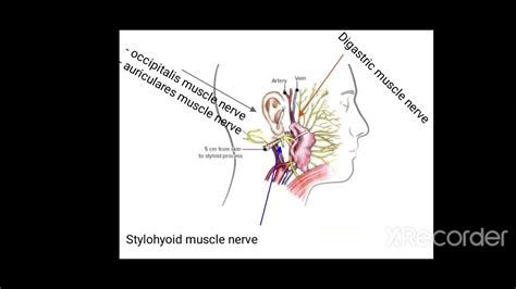 Facial Nerve Branches Made Easy Anatomy Mnemonics Youtube