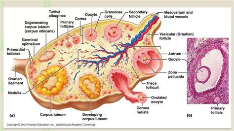 Anatomy Histology Of Ovary And Oogenesis PPT