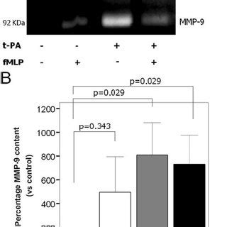 T Pa Stimulation Produces A Gradual Reduction Of Neutrophil Mmp