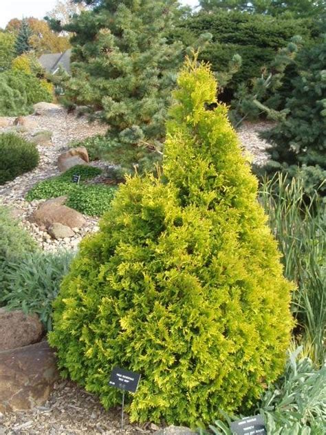 Aranylomb K Pos T Rpetuja Thuja Occidentalis Goldperle