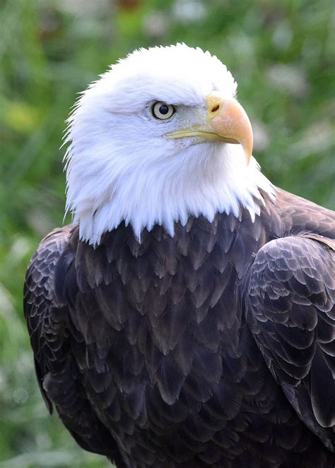 Zeus Eagle