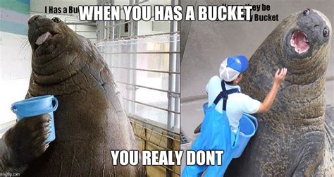 I Has A Bucket Imgflip