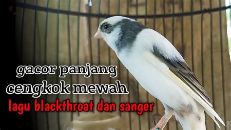 Suara Burung Kenari Gacor Panjang Full Isian Blackthroat Dan Sanger