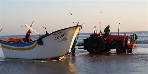 Captura De Peixes Marinhos Aumenta Em Agosto Atuns E Cavala A