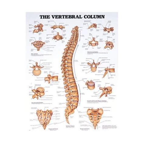 Vertebral Column Anatomical Chart Opc Health