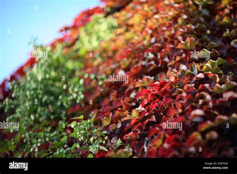 Virginia Creeper Fall Oxfordshire Uk Stock Photo Alamy