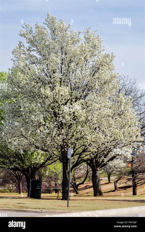 Bradford Pear Trees Or Callery Pears P Calleryana In Spring Bloom