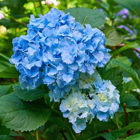 Bauern Hortensie Deutschland Hydrangea Macrophylla Deutschland