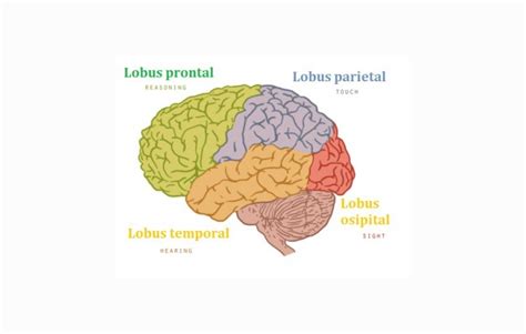 Otak Besar Cerebrum Pengertian Struktur Fungsi Cekrisna