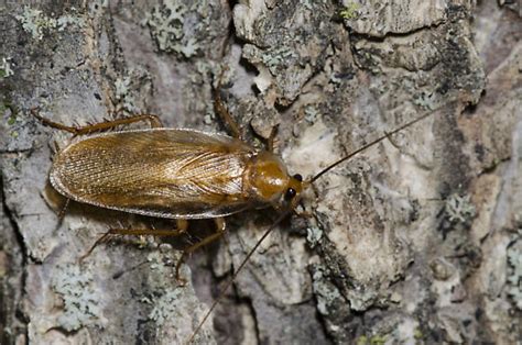 Fulvous Wood Cockroach Parcoblatta Fulvescens Bugguide Net