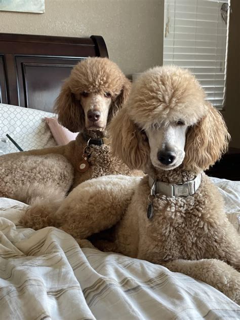 What Kind Of Food Do You Feed Your Poodle Rpoodles